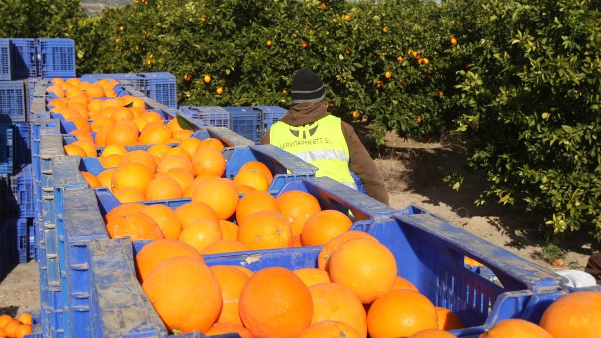 Cajones llenos de naranja en un campo de la Costera, en una imagen de archivo.