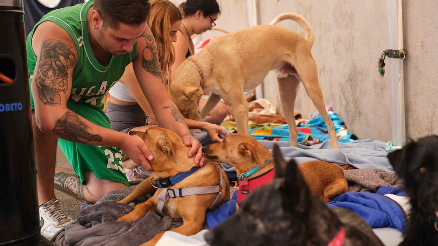 Recogida solidaria para las mascotas evacuadas por el incendio en Tenerife