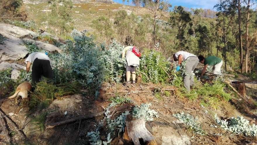 Voluntarios arrancan los eucaliptos nacidos tras los incendios de hace un año en Salceda. // D.B.M.