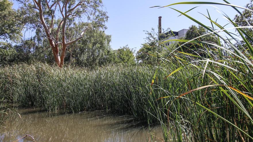 El proyecto de limpieza de la Charca del Marco de Cáceres, sin ejecutar