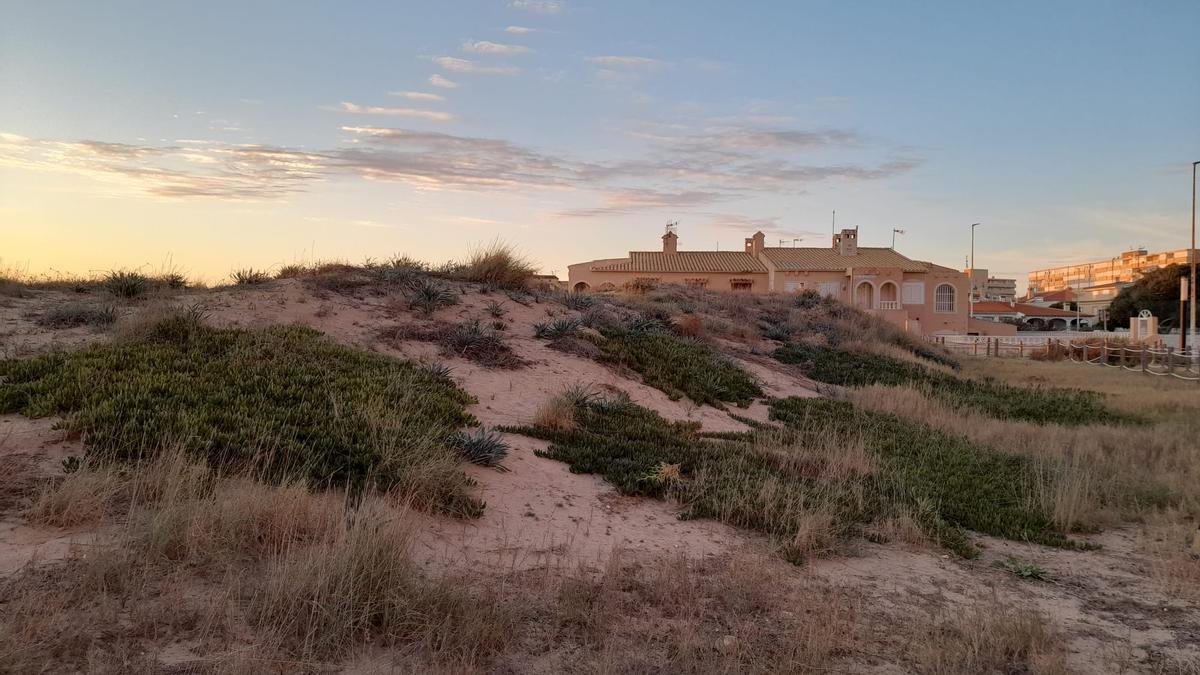 Zona de la duna de Cavanilles en el centro de La Mata colonizada por la uña de gato antes de su retirada