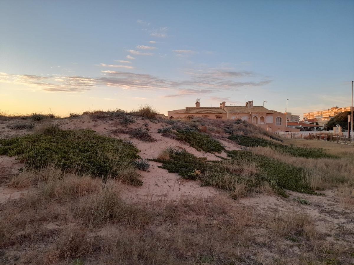 Zona de la duna de Cavanilles en el centro de La Mata colonizada por la uña de gato antes de su retirada