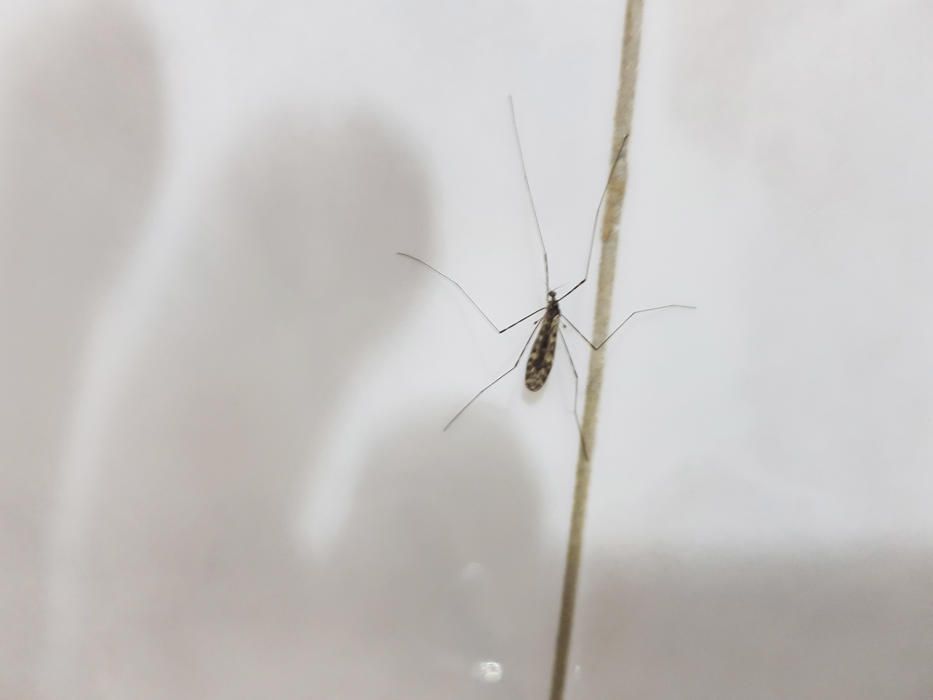 Insecte. Amb unes cames més llargues que el seu cos i una aparença amenaçadora, aquest insecte espera pacient la fotografia del nostre lector.