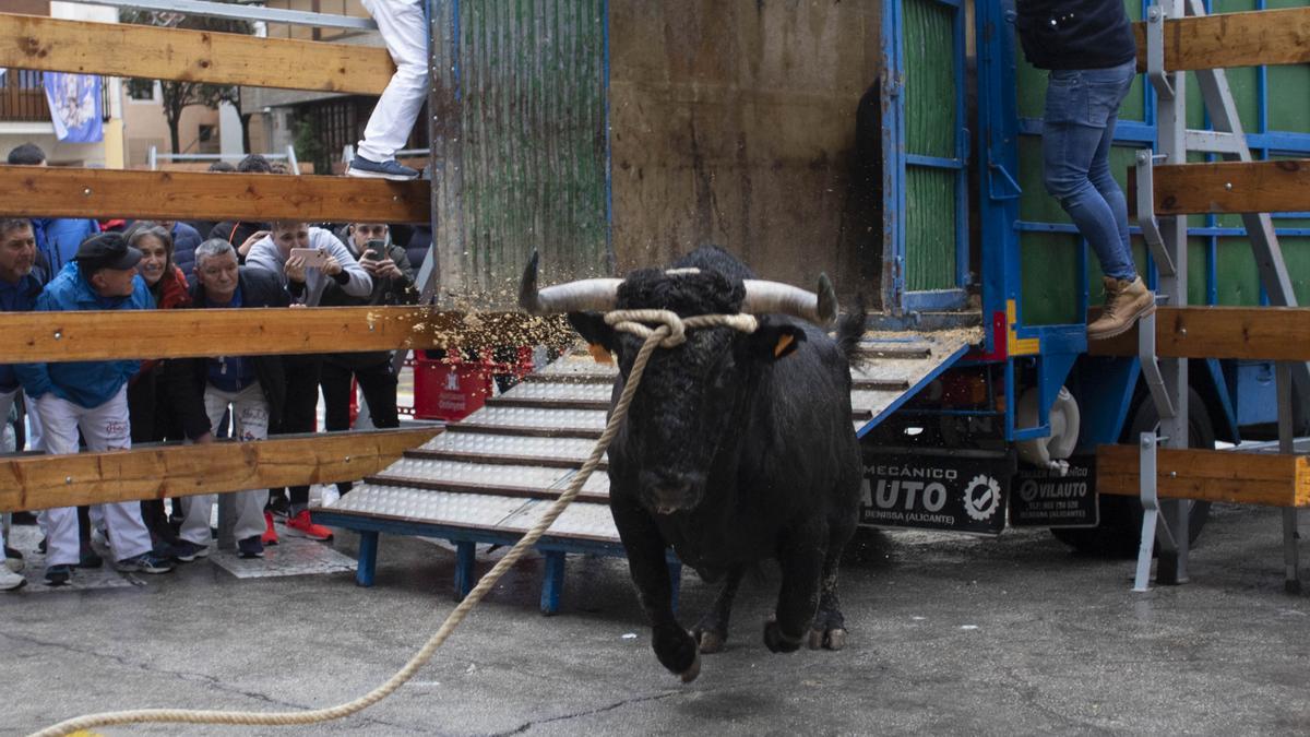 La embolà del "bou en corda" da el pistoletazo de salida los festejos taurinos de la Puríssima en Ontinyent