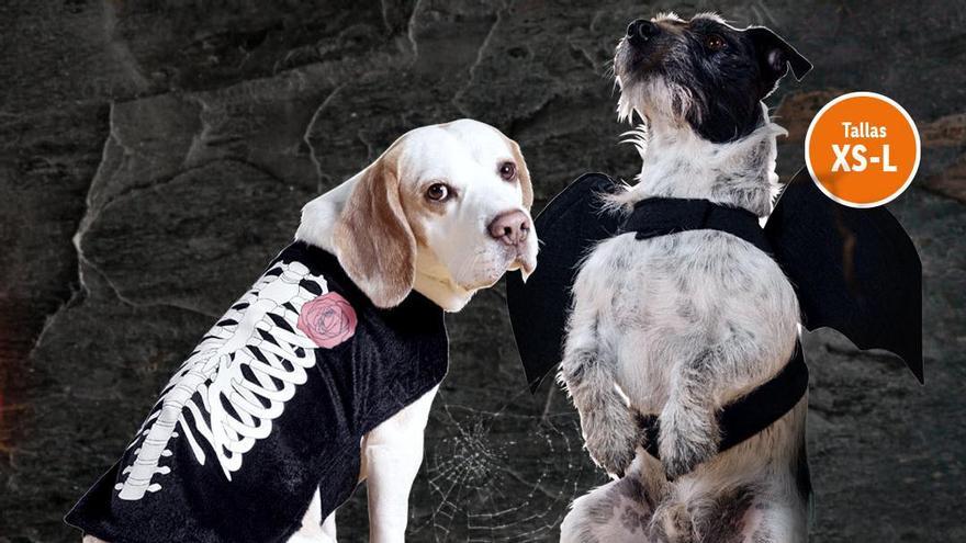 DISFRAZ PERROS HALLOWEEN | Lidl arrasa con su disfraz de Halloween para  perros por menos de 5 euros
