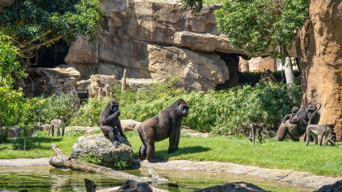 Bioparc abre de nuevo en junio