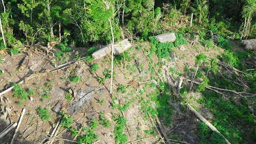 Vista aérea del estado en el que ha quedado la selva después de que la tribu abandonase la zona en la que habitaban