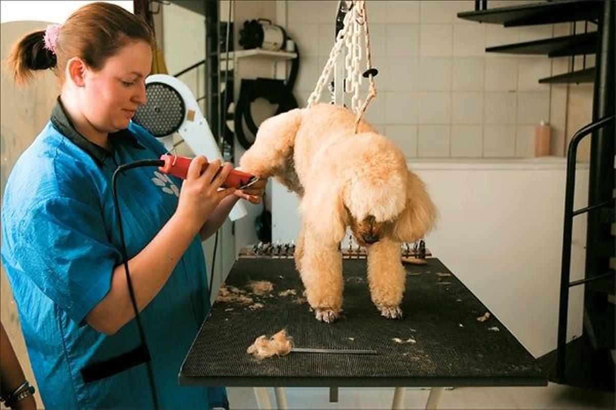 Peluquería canina
en Saintes.