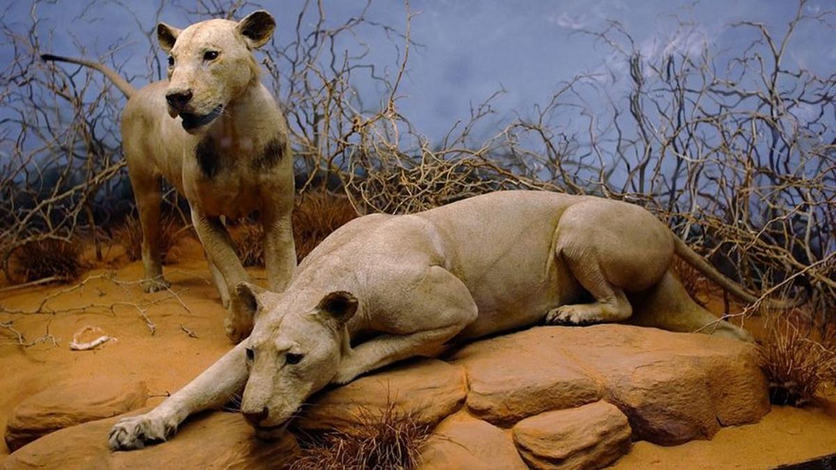 Los dos leones de Tsavo que se exhiben disecados en el Museo Field de Historia Natural de Chicago. 