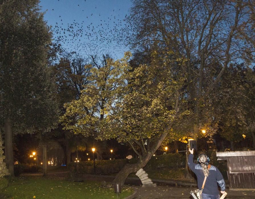 Espantada de estorninos en el Campo San Francisco de Oviedo