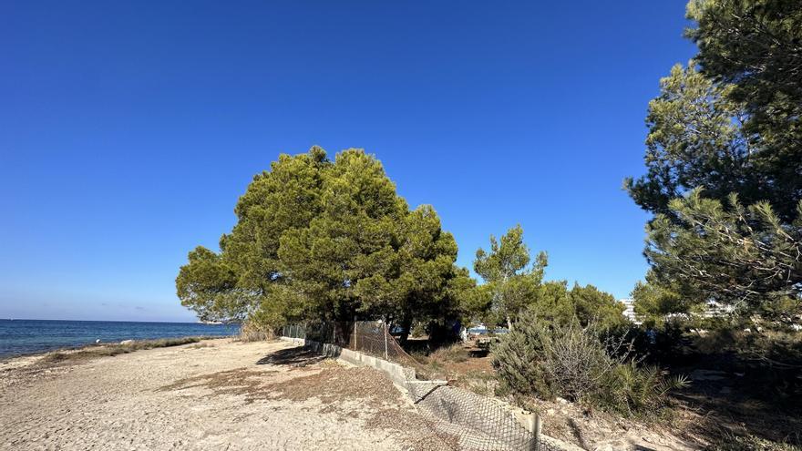 Salvem Sa Badia lamenta la renuncia de Sant Josep a conservar &quot;el único bosque primitivo de la zona interior de la bahía&quot;