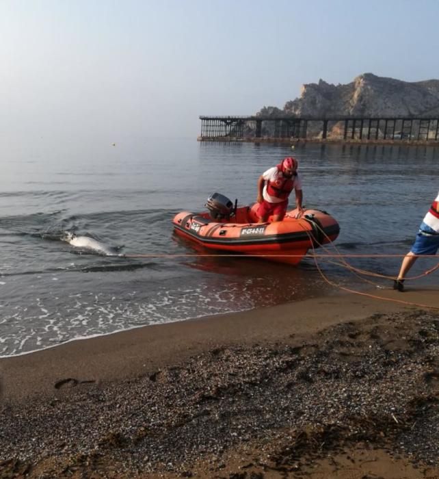 Un delfín aparece muerto en la Playa Amarilla de Águilas