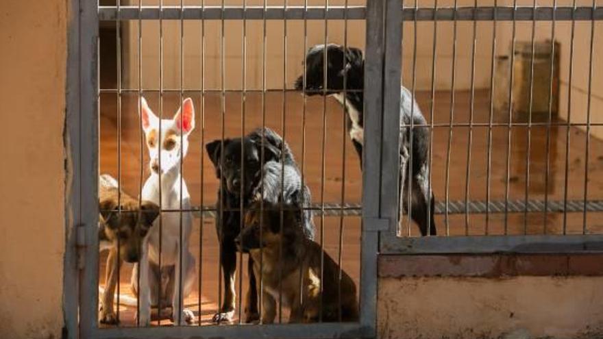 Perros en la Protectora de Animales de Alicante, que prestó el servicio en l&#039;Alacantí hasta el 31 de mayo.