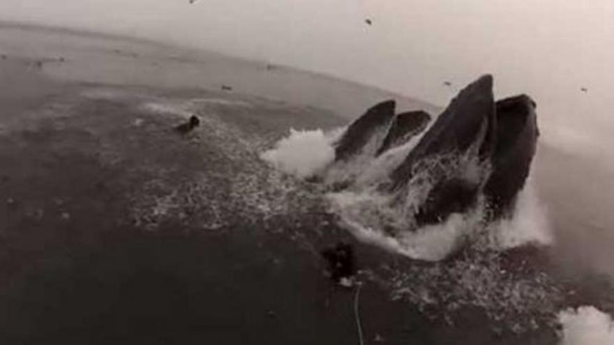 Dos buzos, a punto de ser engullidos por unas ballenas