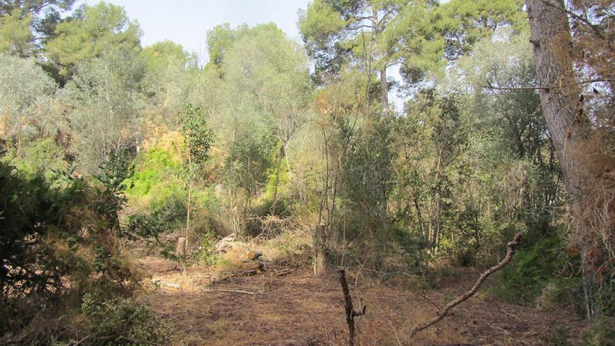 Zona forestal en Godella.