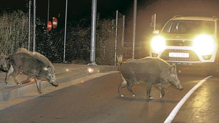 El jabalí llama a su casa