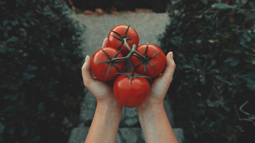 Descubren los efectos de comer un tomate diario para el cuerpo