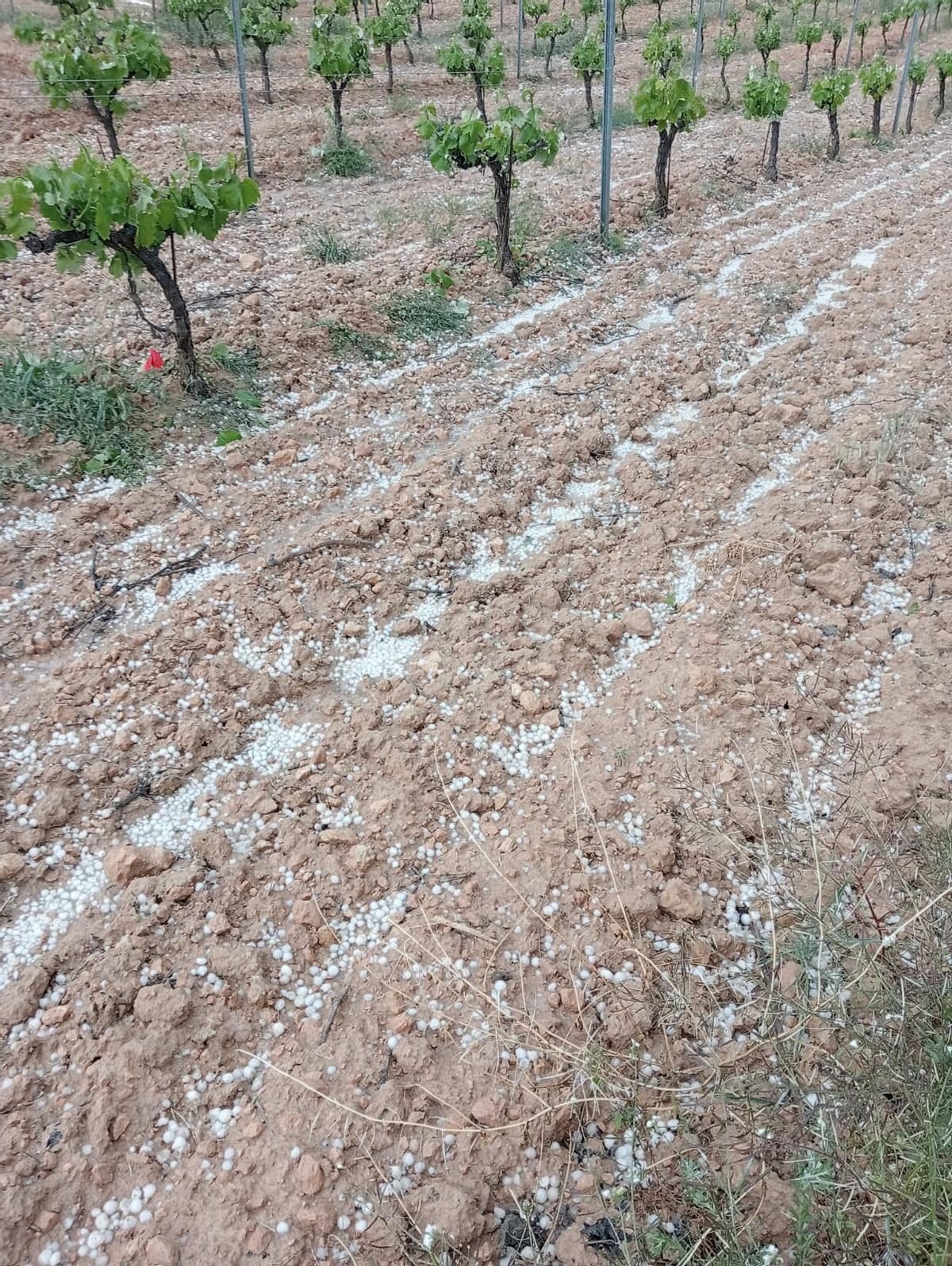 Viñedos en la comarca de Utiel-Requena afectados por el pedrisco del pasado fin de semana.
