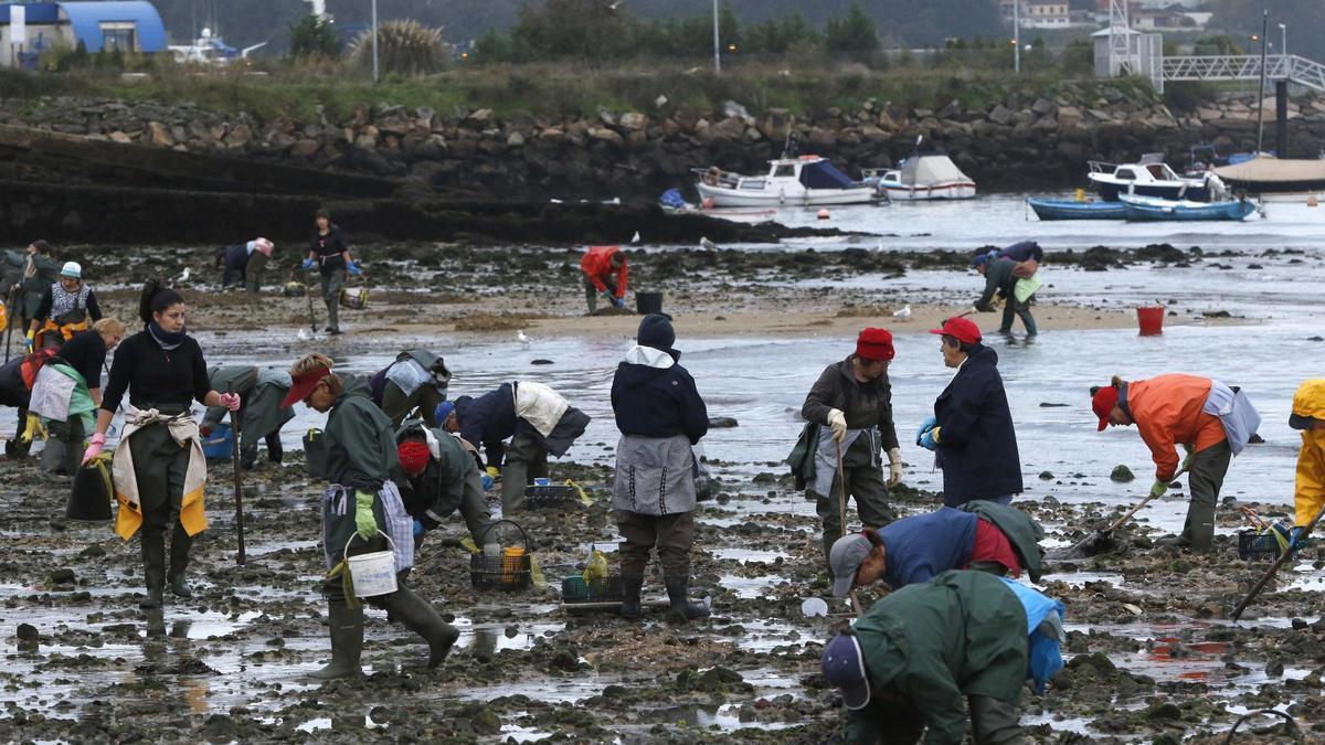 Las mariscadoras de Cesantes faenan en un banco de la ría.