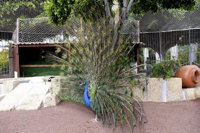 04-05-2016 TELDE. Nuevo espacio para aves en el parque de San Juan. Fotógrafo: ANDRES CRUZ