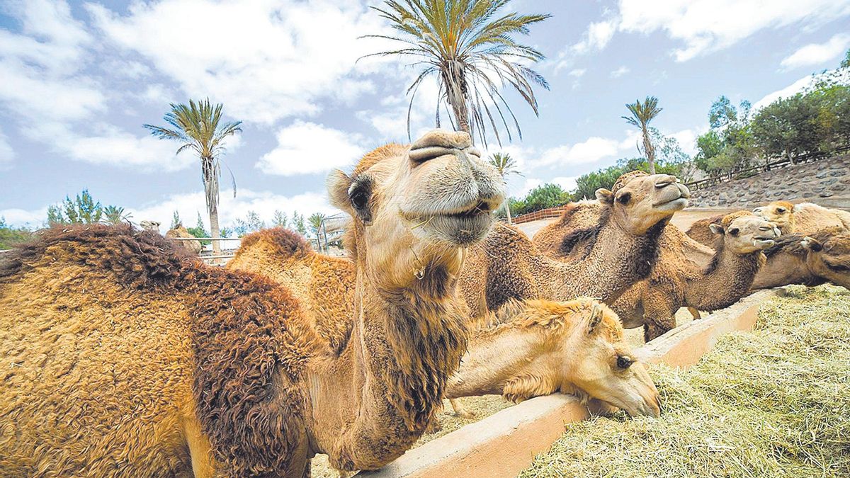 Camellos canarios en Fuerteventura.