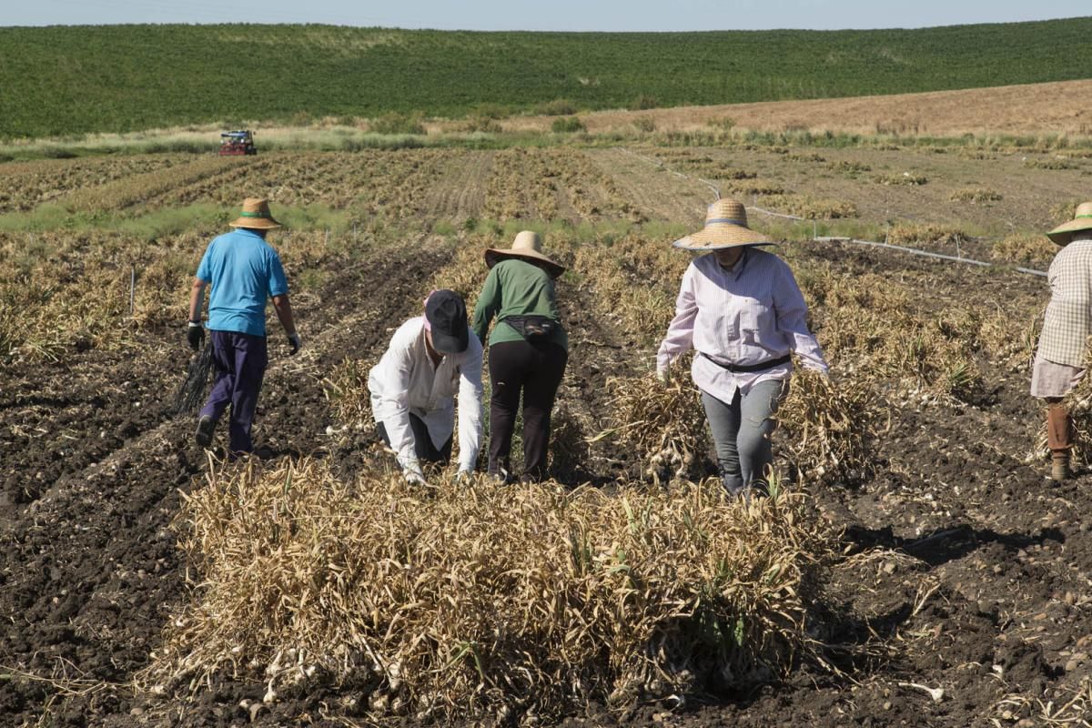 Fotogalería / De la tierra a la mesa; el ajo cordobés