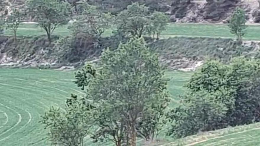 Muflones campan a sus anchas en un campo de cereales en la comarca de l'Alcoià