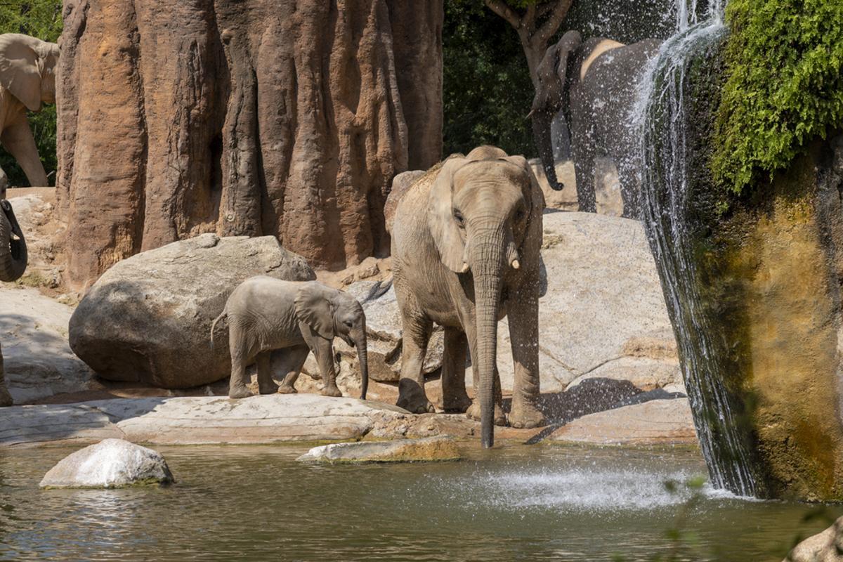 Makena, la cría de elefante, junto al lago de la sabana africana de BIOPARC Valencia