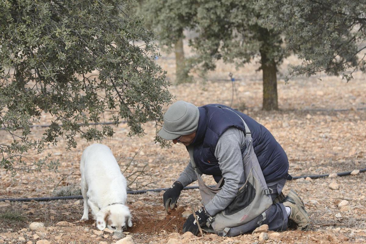 Mariano junto a su perra trufera Blanca.