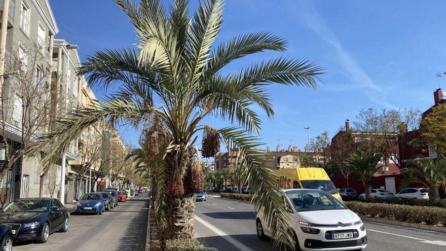 Palmeras «invasoras» de carriles en Elche