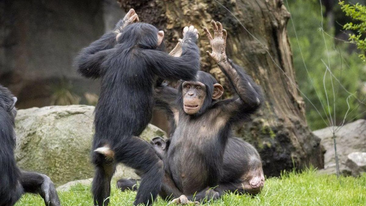 Chimpancés interactuando.