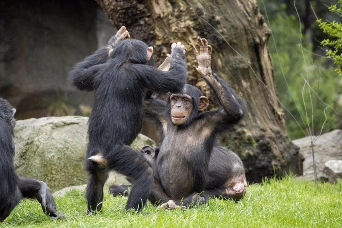 Chimpancés interactuando.