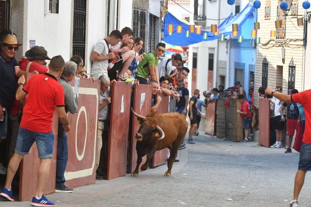 Fotogalería / Encierro de las vacas de El Viso