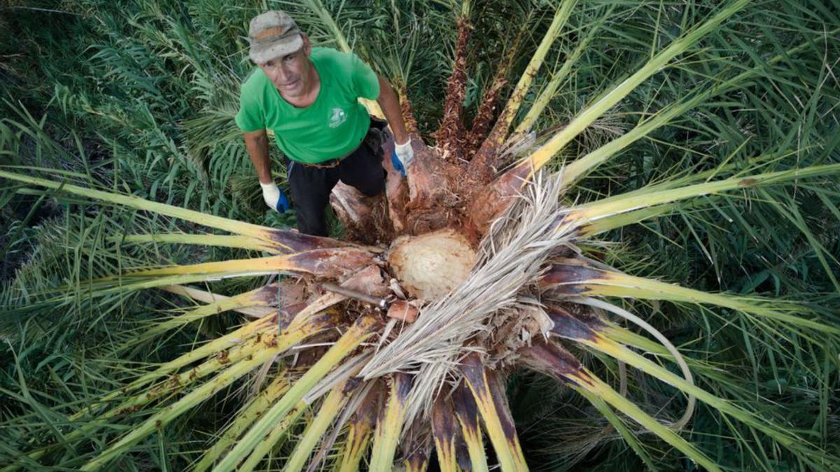 Un guarapero trabajando sobre una palmera.