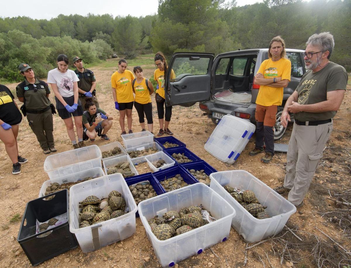 Tortugues a la conca del Gaià