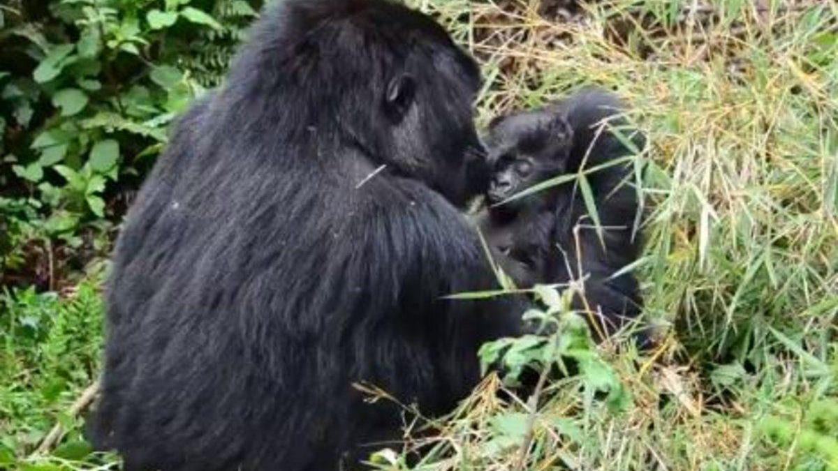 Gorilas del Zoológico de San Diego se contagian de covid-19