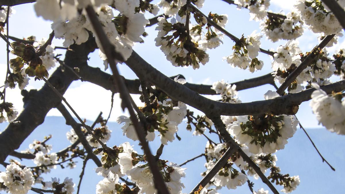 Cerezos en flor en Planes