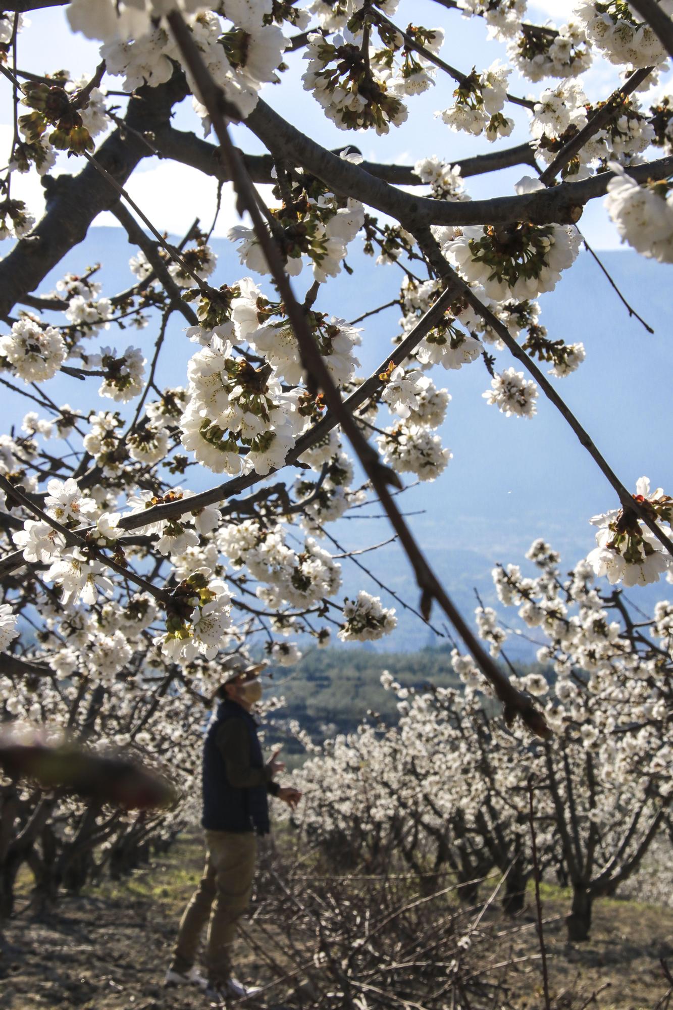 Cerezos en flor en Planes