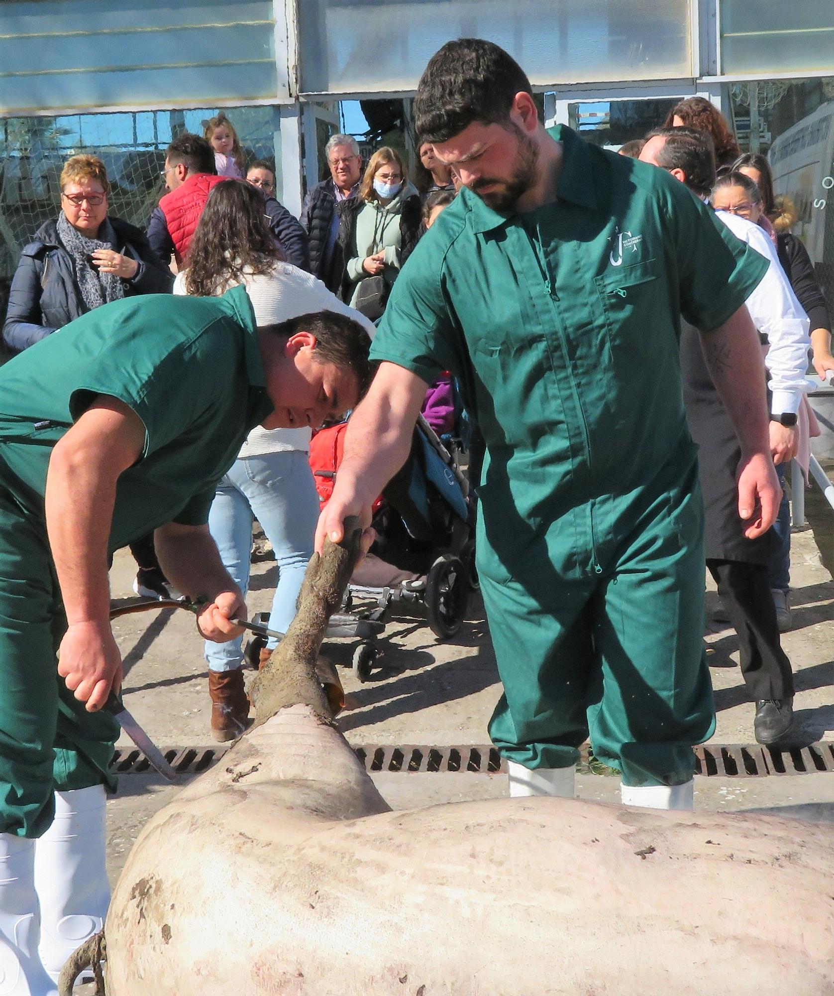 XXI Matanza Tradicional del Cerdo Ibérico de Monesterio