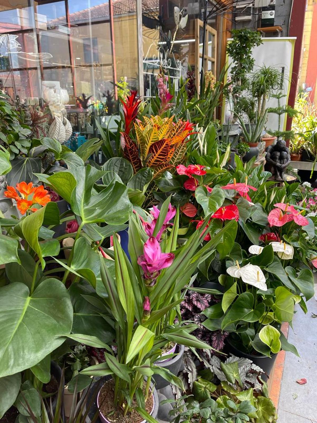 Selección de plantas