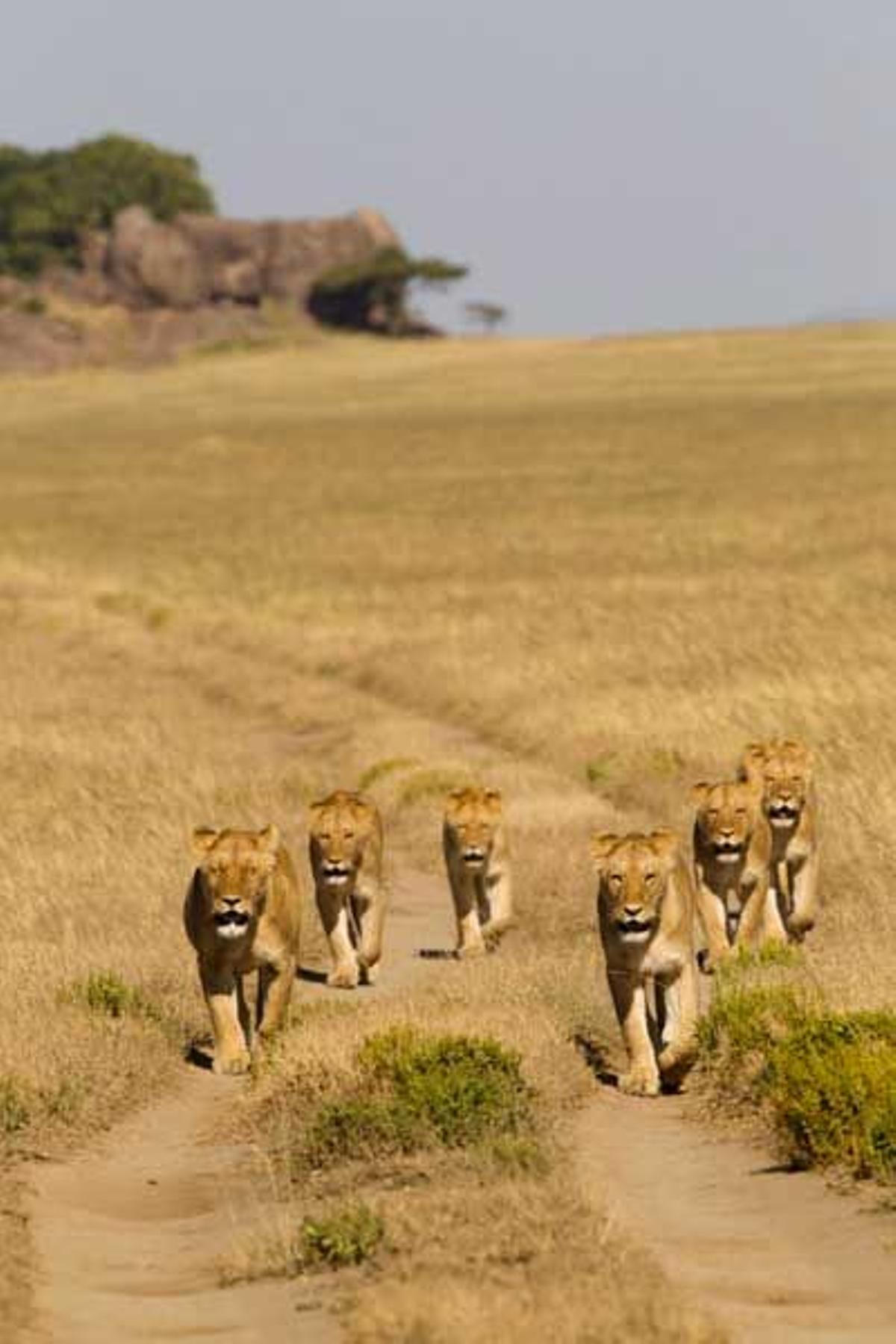 Un grupo de leones jóvenes en Parque Nacional del Serengeti en Tanzania.
