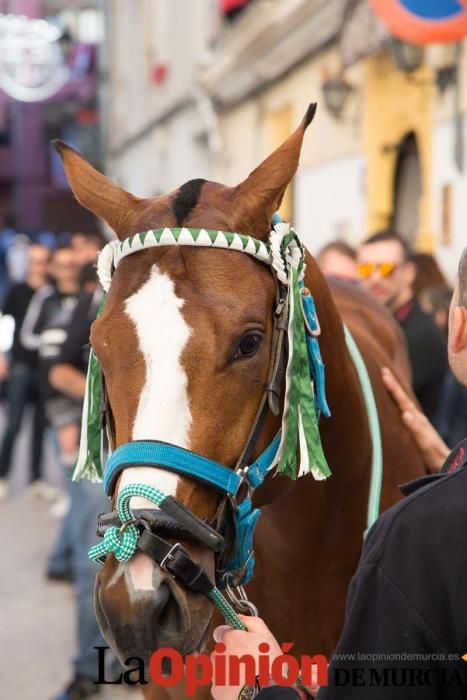 Caballo a pelo Caravaca (Desfile)