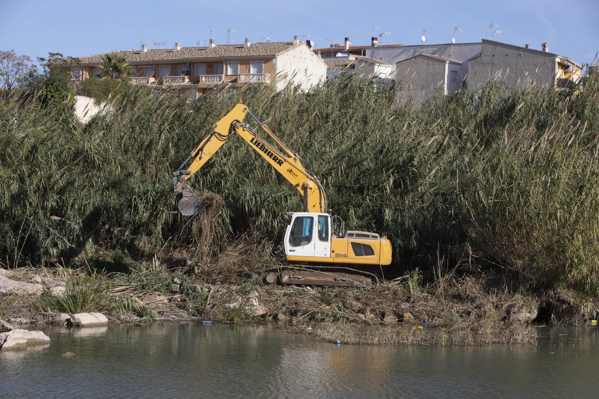 Recuperación del bosque de ribera en el río Albaida