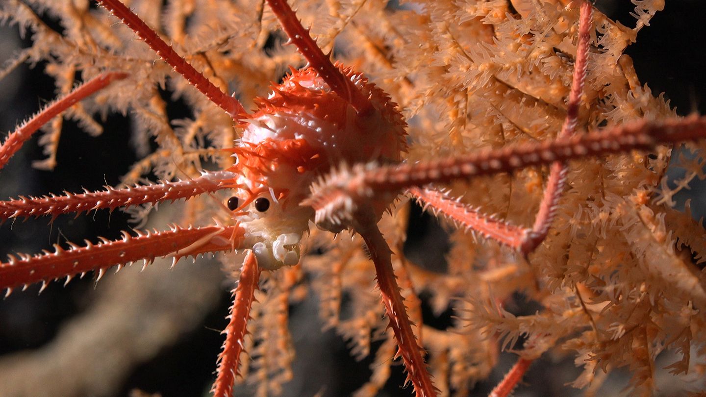Descubiertas nuevas formas de vida en los fondos marinos del Pacífico