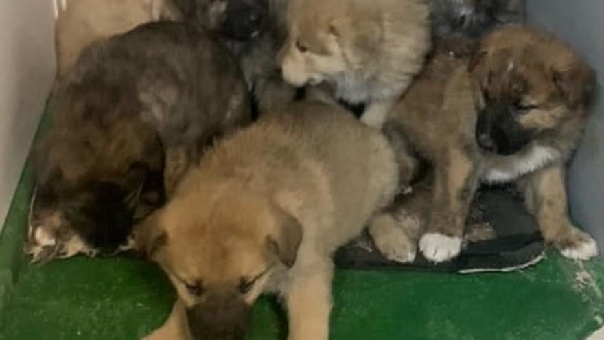 Siete cachorros abandonados en Sanabria: &quot;¿Pero qué pasa en Zamora?&quot;