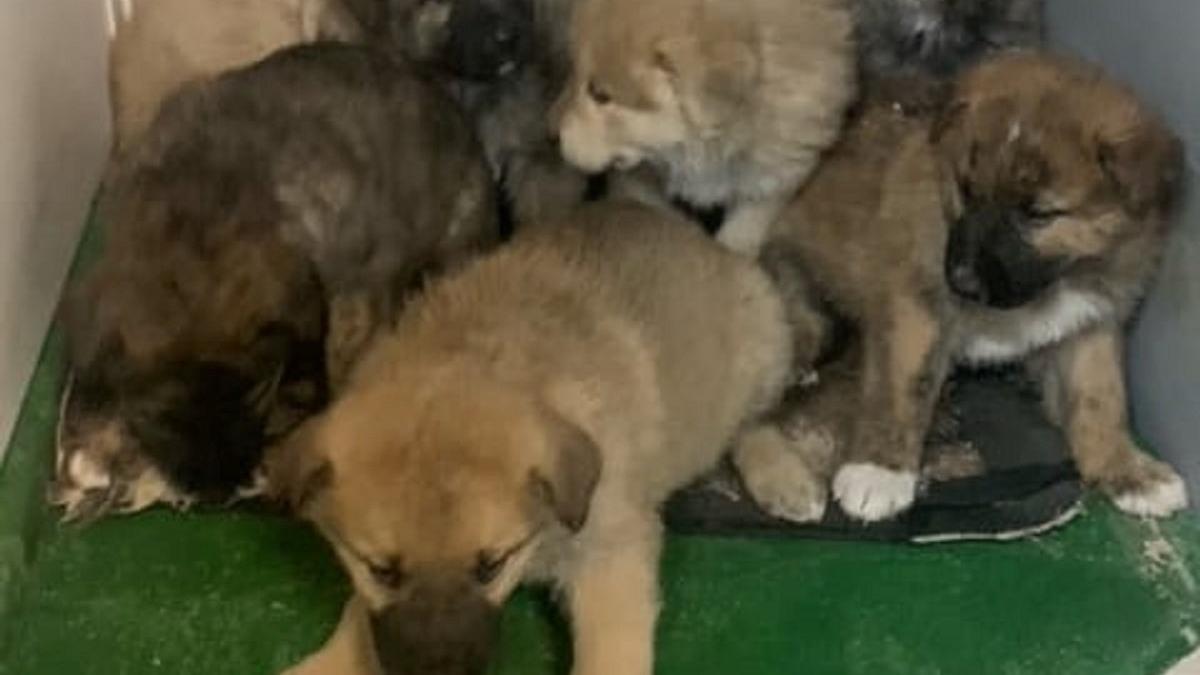 Cachorritos abandonados en Sanabria.