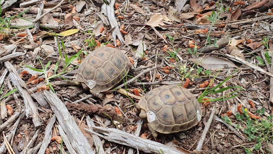 Así ha sido la liberación de una treintena de ejemplares de tortuga mora en la finca pública de Galatzó