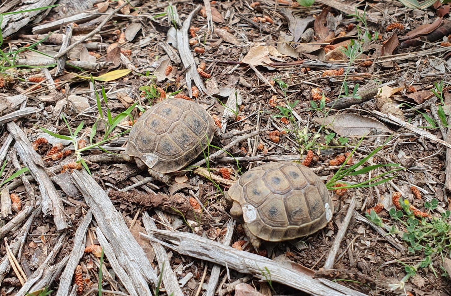 FOTOS | La libertación de tortugas en Galatzó, en imágenes