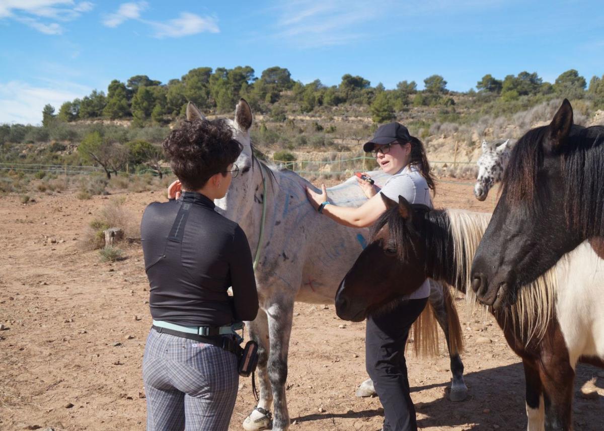 Arriba, a la izquierda, Sofía Suárez toma las medidas a un caballo para ajustar la montura; a la derecha, Vanesa Menéndez, en su floristería; abajo, a la izquierda, Gonzalo García con su dron y, a la derecha, Jacaranda Sanz, en plena faena costurera.  |   REP. LNE