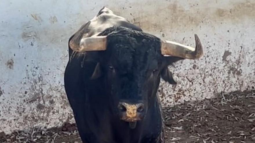 Así se recupera &#039;Escondido&#039;, el toro indultado de Santiago Domecq en València